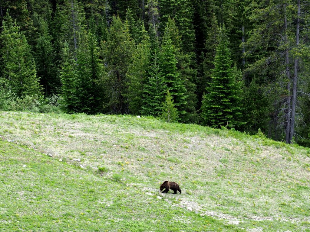 Banff, banff national park, grizzly bear, canada, outdoor adventure, canadian rockies