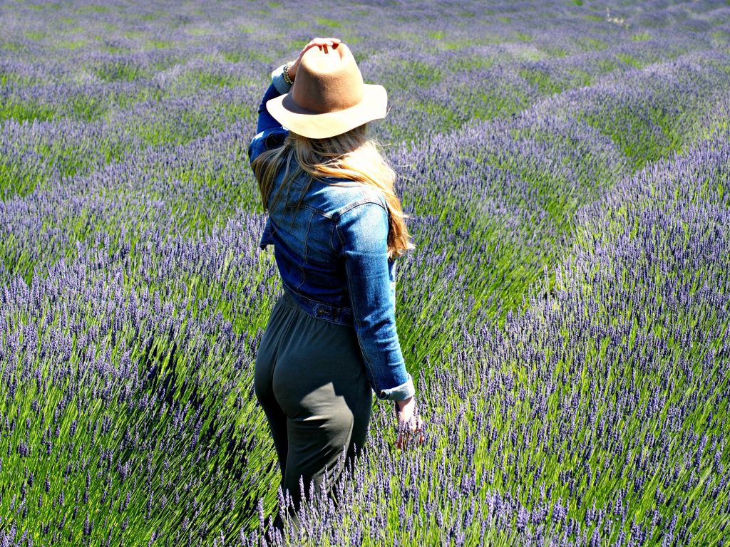 lavender field, Washington, Friday harbor, San Juan islands